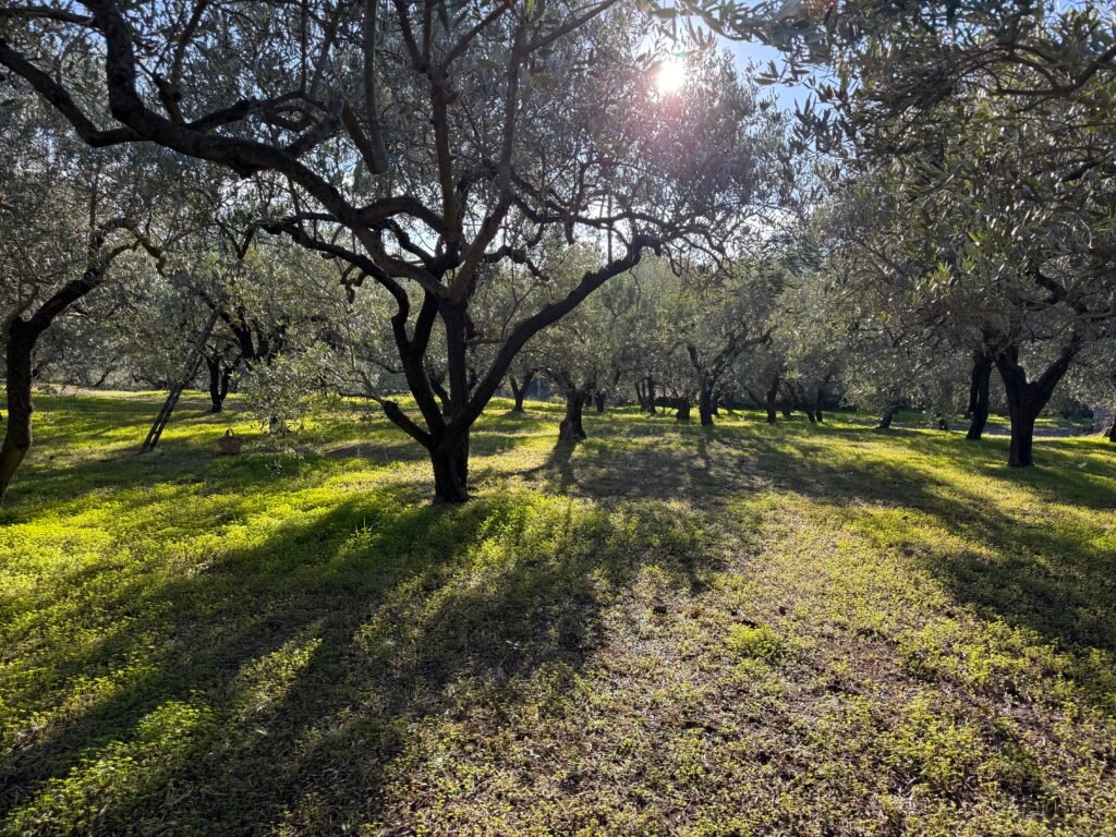 Etna premium olive oil