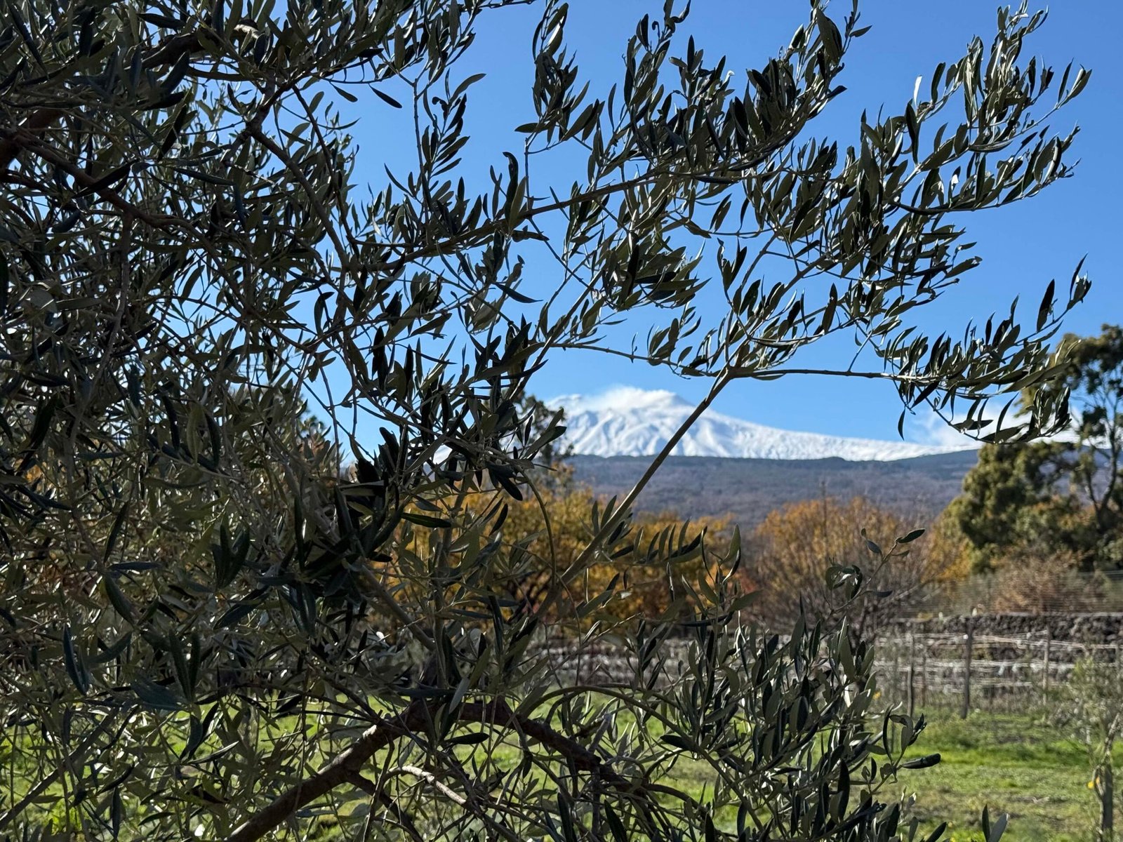 etna-premium-olive-groves-mount-etna