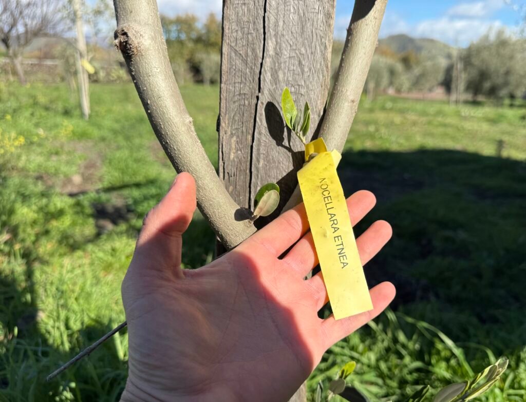Hand-picked Nocellara Etnea olive tree on the slopes of Mount Etna